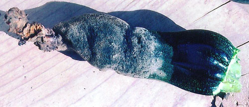 Botrytis on zucchini